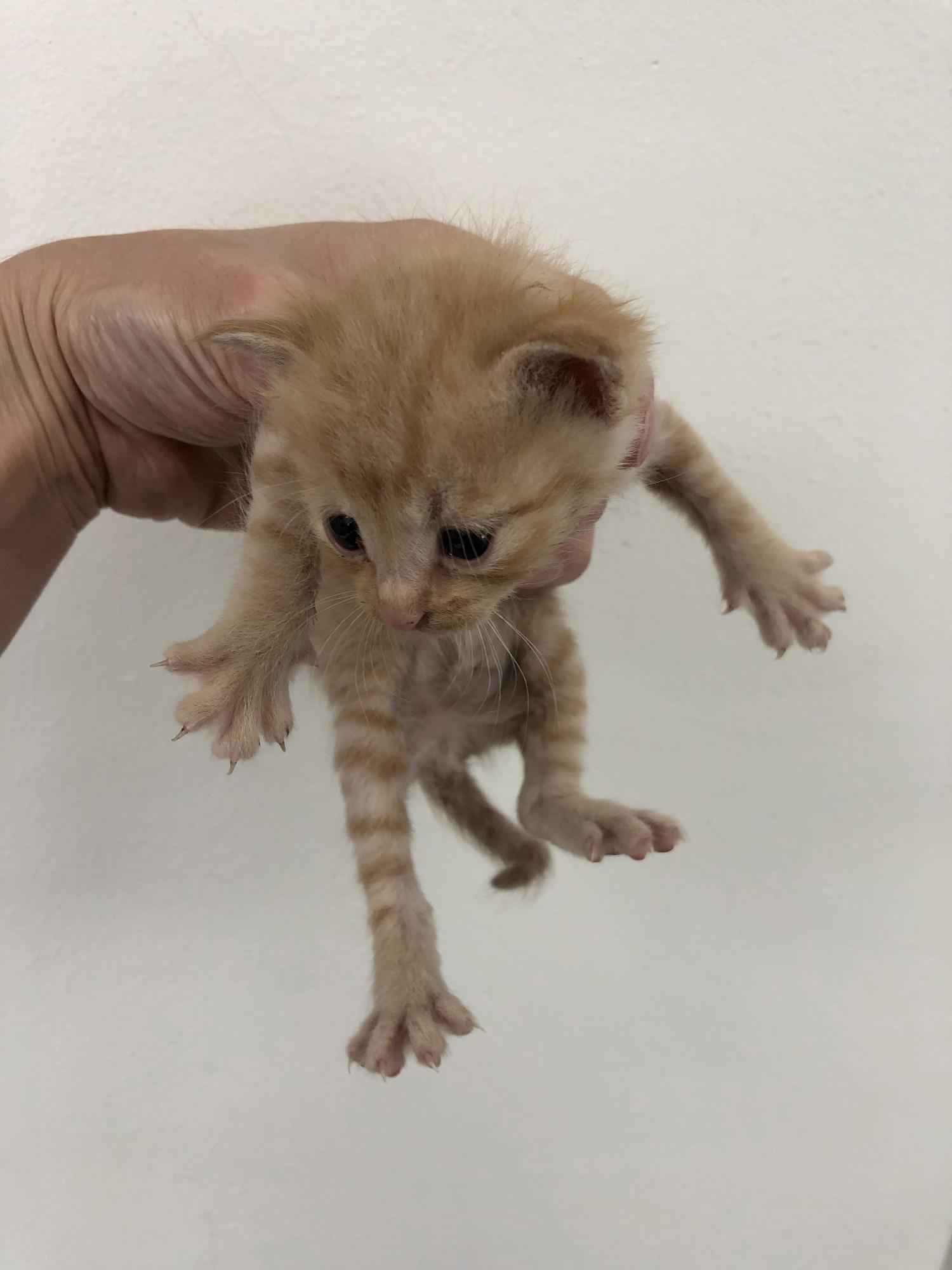 경주동물사랑보호센터_447505202300414